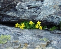 Viola biflora