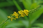 Agrimonia striata