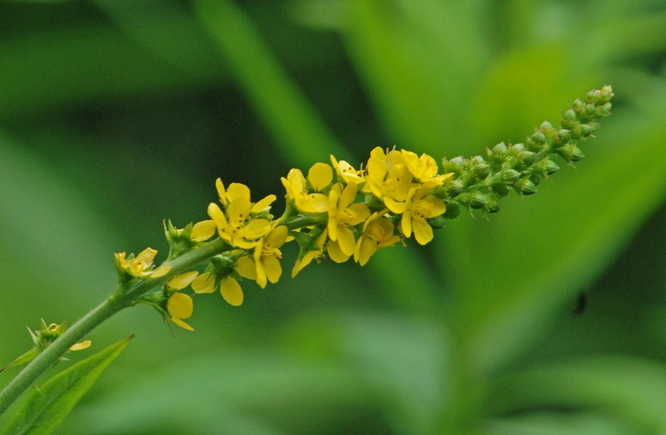 Agrimonia striata