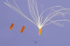 Anaphalis margaritacea