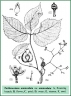 Parthenocissus semicordata