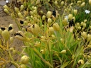 Iris domestica