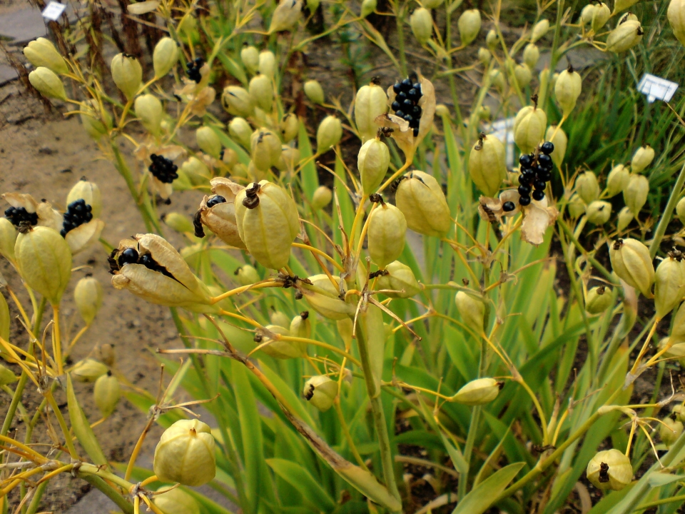 Iris domestica