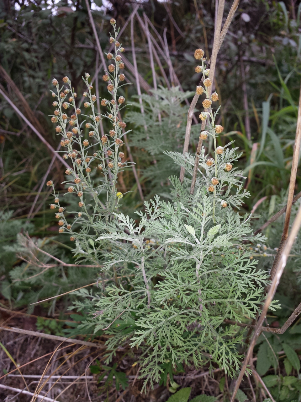 Artemisia pontica