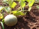 Cucumis melo cantalupensis