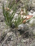 Asclepias asperula