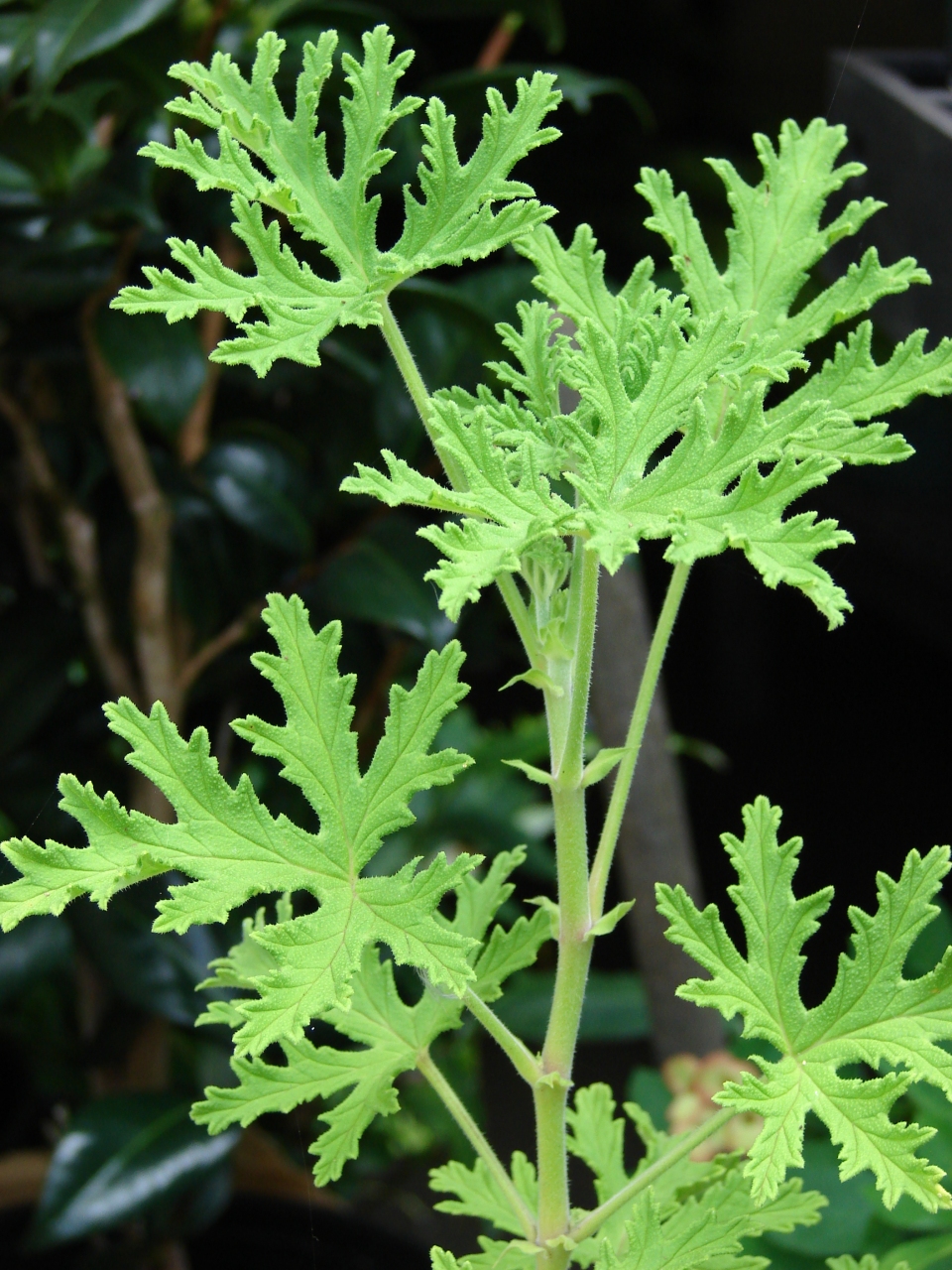 Pelargonium graveolens