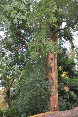 Cinnamomum glanduliferum