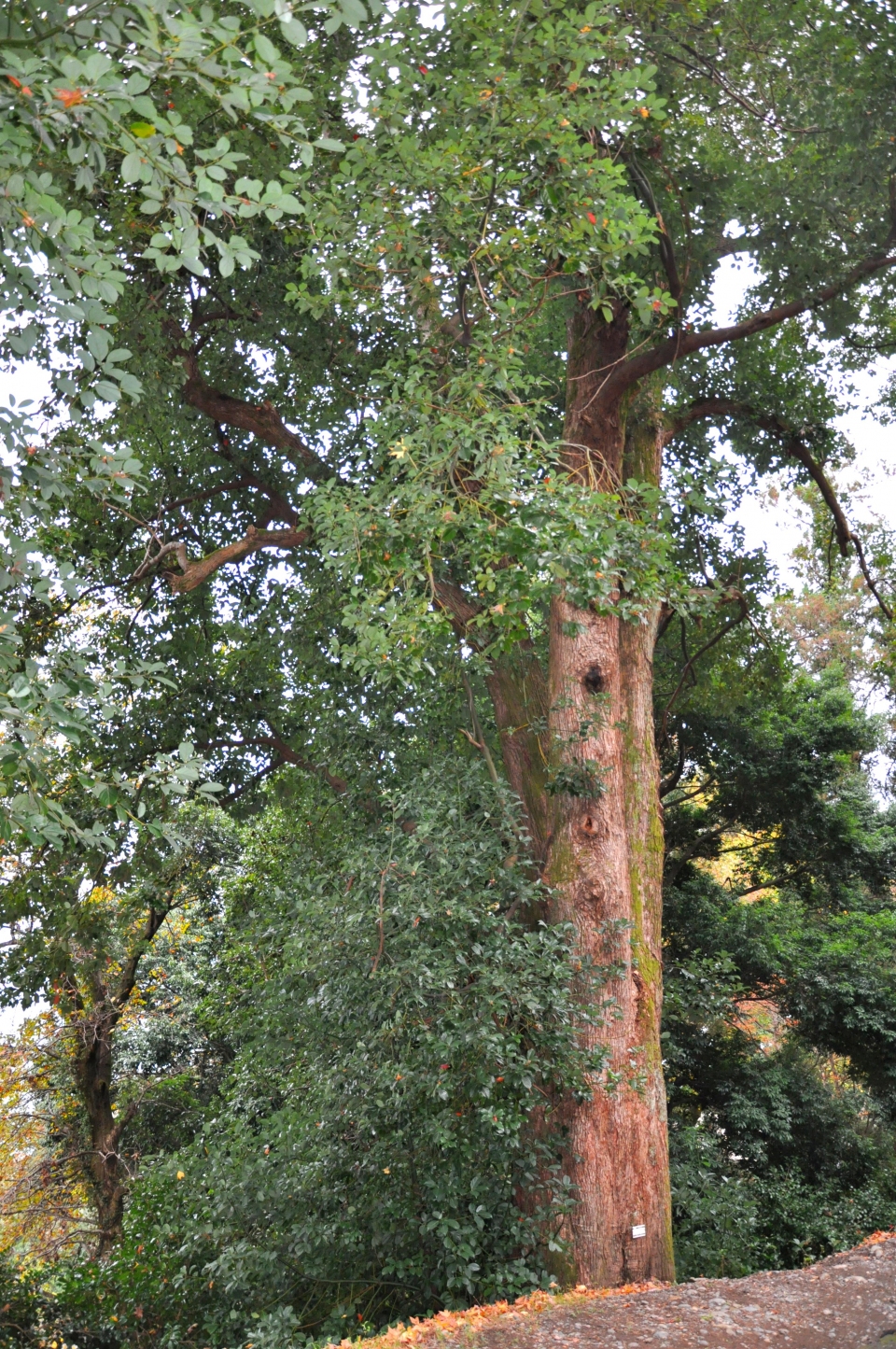 Cinnamomum glanduliferum