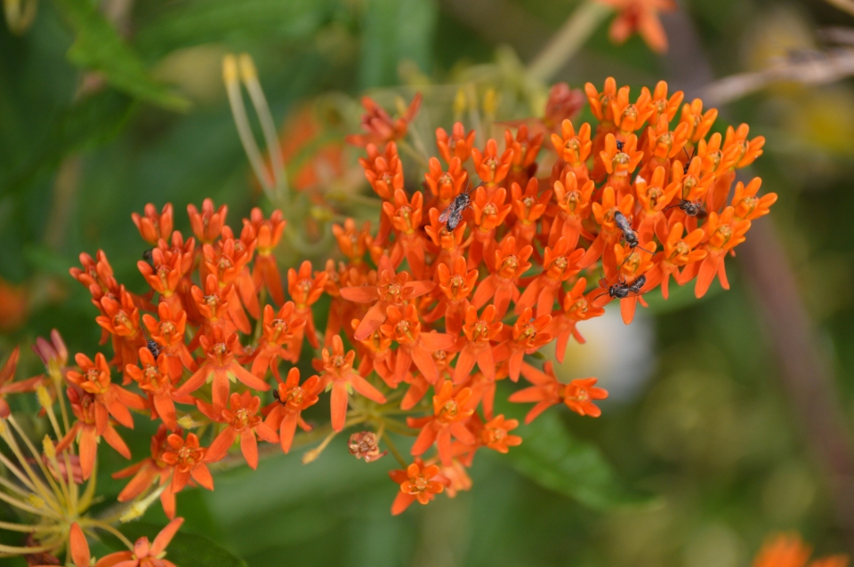 Asclepias tuberosa