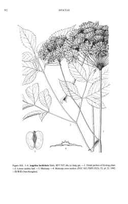 Angelica laxifoliata