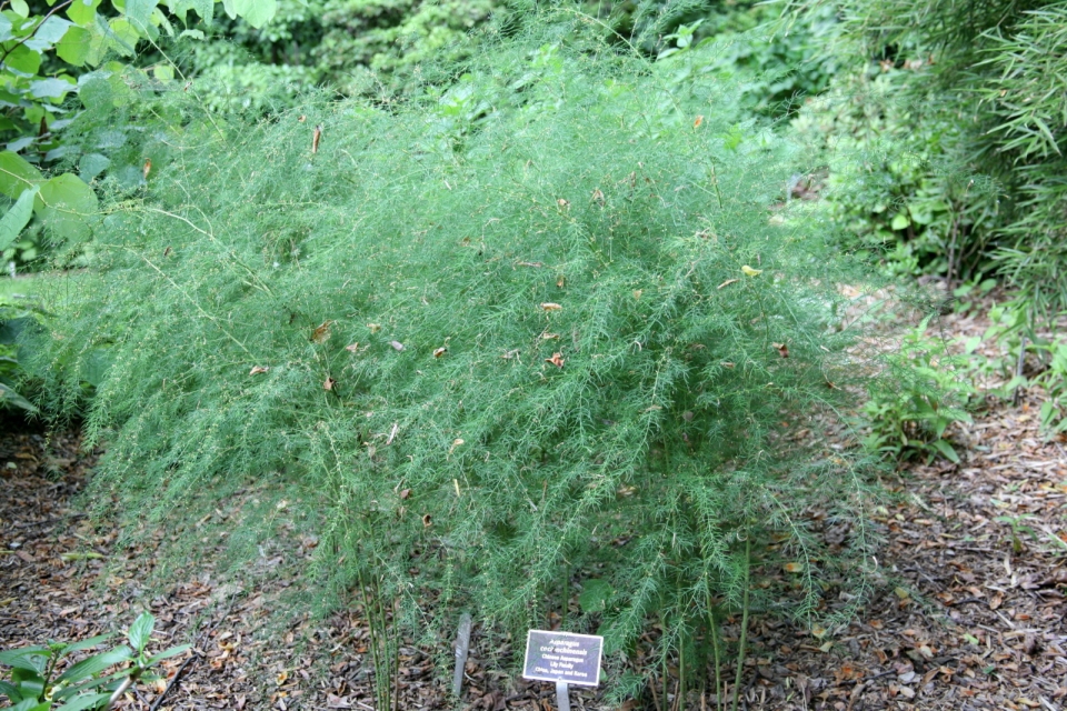 Asparagus cochinchinensis