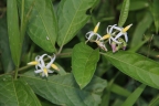 Solanum americanum