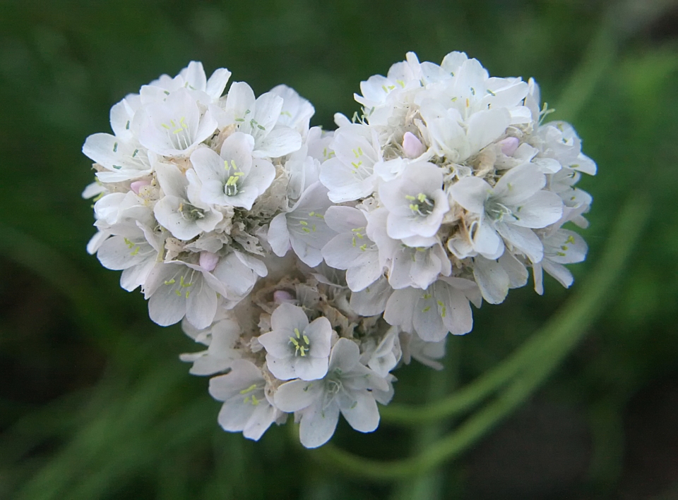 Armeria maritima