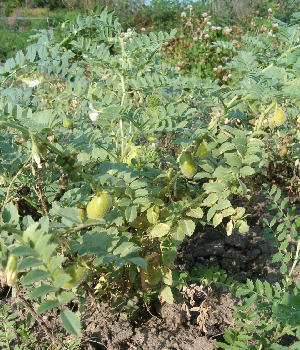 Cicer arietinum