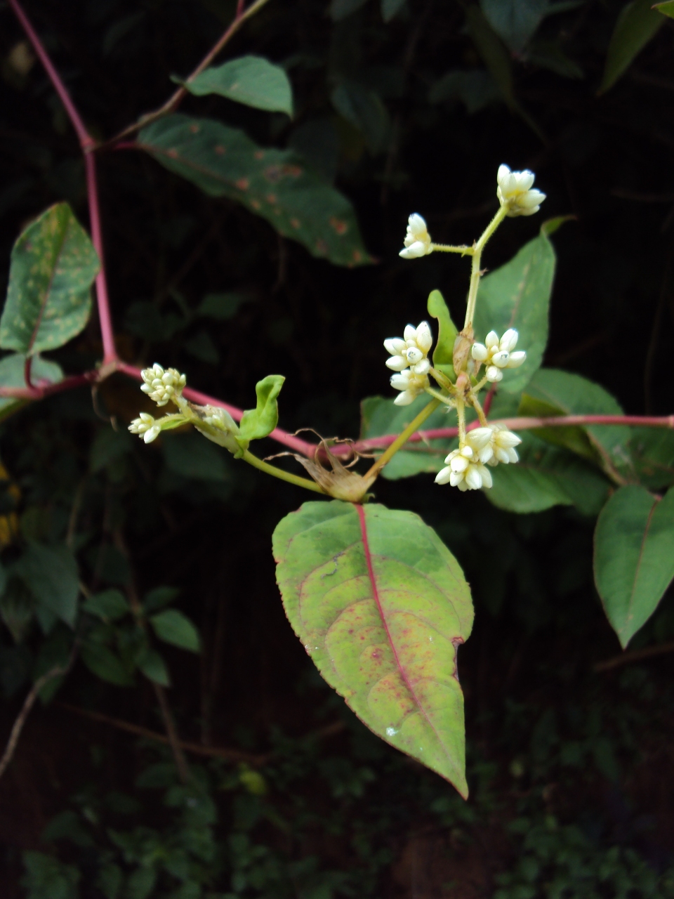 Persicaria chinensis