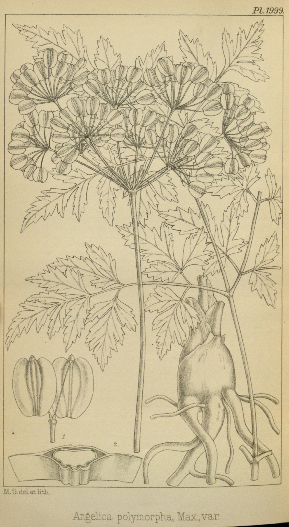 Angelica sinensis