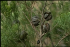Callitris preissii