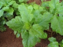 Chrysanthemum indicum