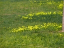 Oxalis pes-caprae
