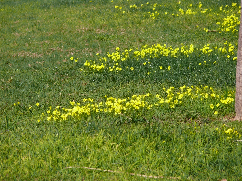 Oxalis pes-caprae