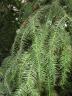 Cunninghamia lanceolata