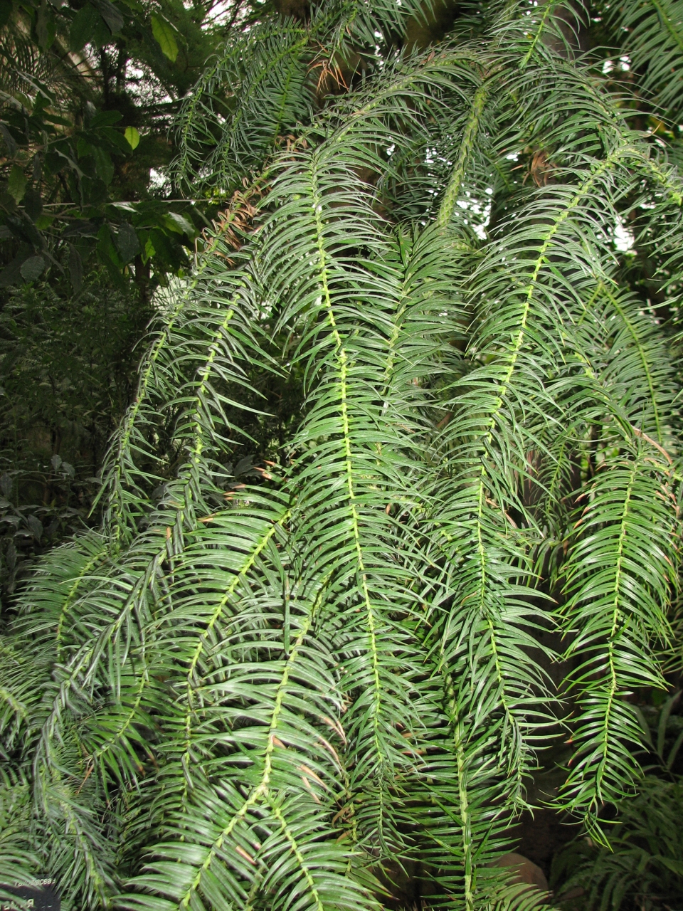 Cunninghamia lanceolata