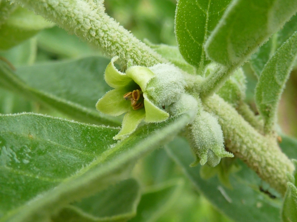 Withania somnifera