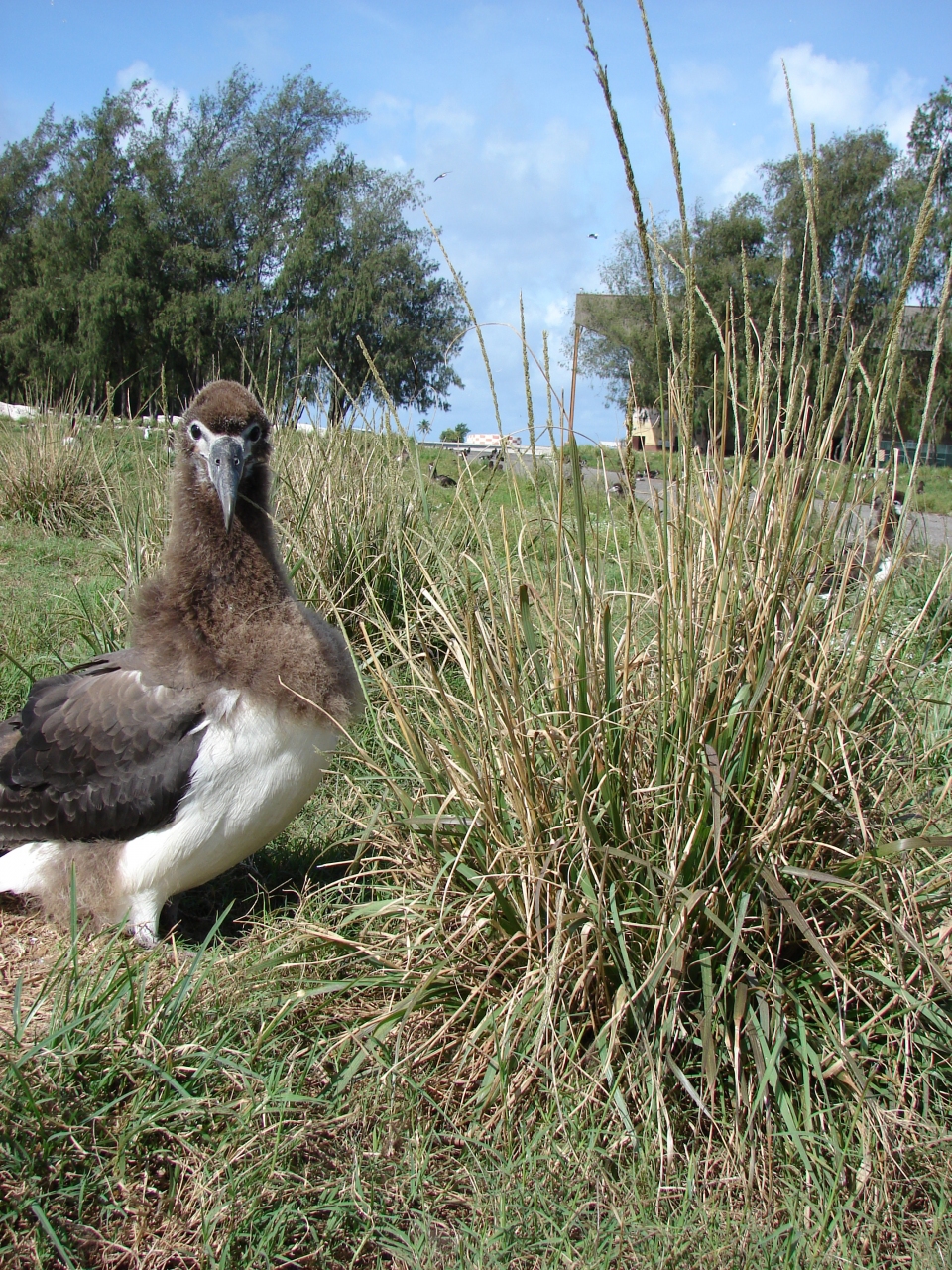 Sporobolus indicus