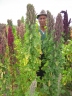 Chenopodium quinoa