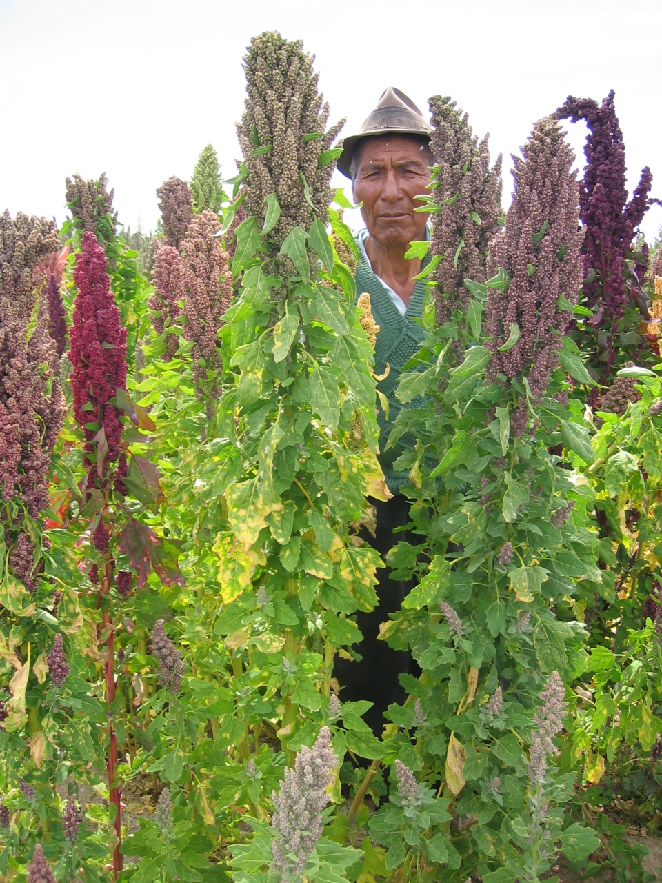 Chenopodium quinoa