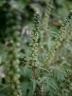 Ambrosia artemisiifolia