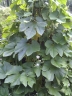 Trichosanthes cucumerina anguina