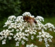 Pimpinella anisum