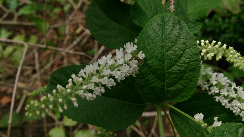 Buddleja asiatica