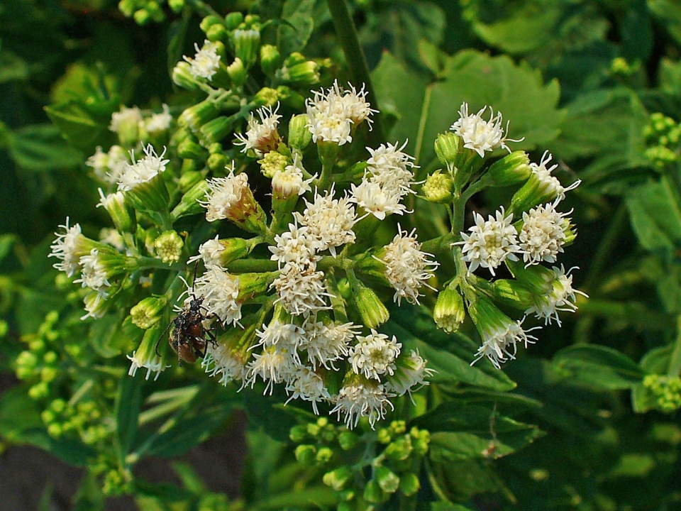 Ageratina altissima