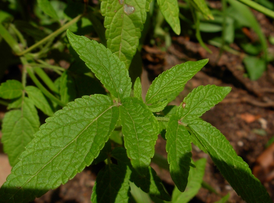 Cedronella canariensis