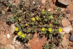 Portulaca oleracea