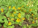 Tropaeolum minus