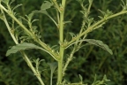 Amaranthus albus