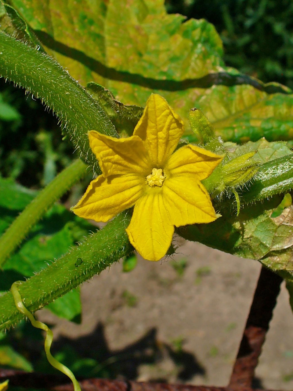 Cucumis sativus