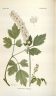 Actaea simplex