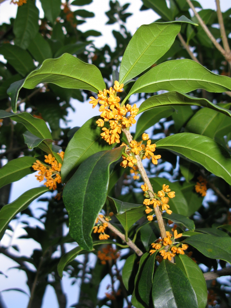 Osmanthus fragrans