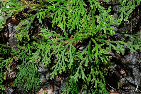 Selaginella tamariscina