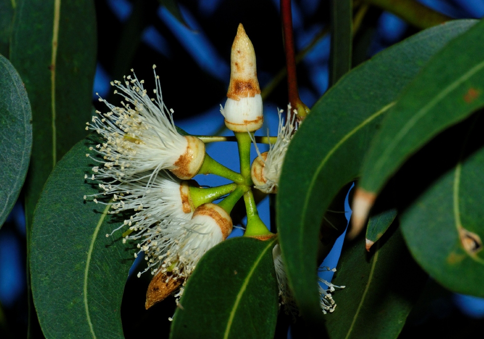 Eucalyptus tereticornis