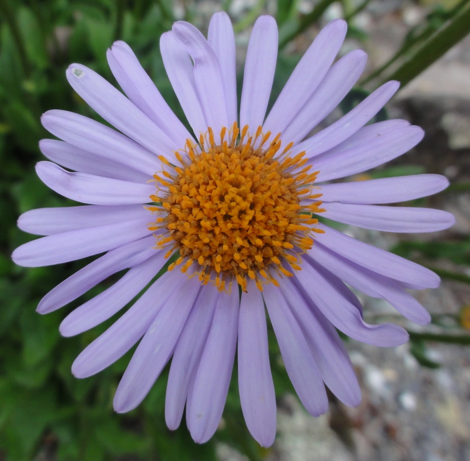 Aster flaccidus