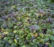 Ajuga reptans