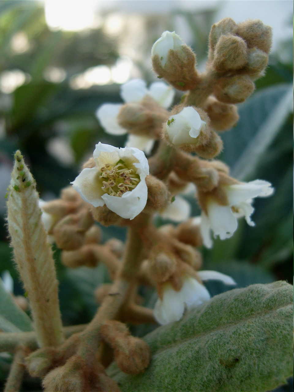 Eriobotrya japonica