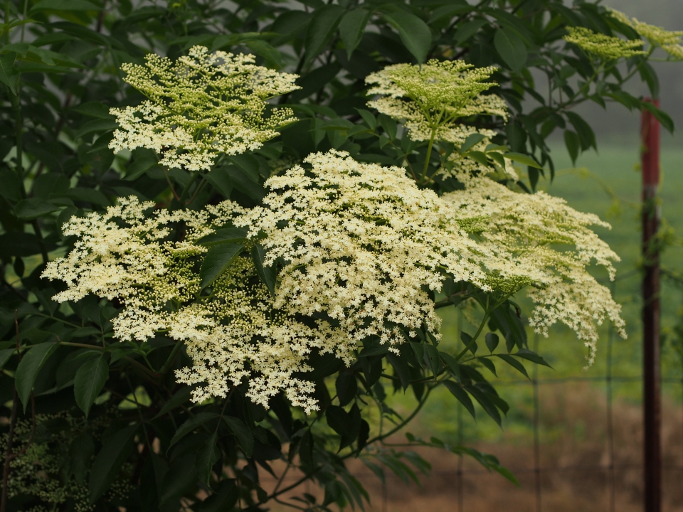 Sambucus canadensis