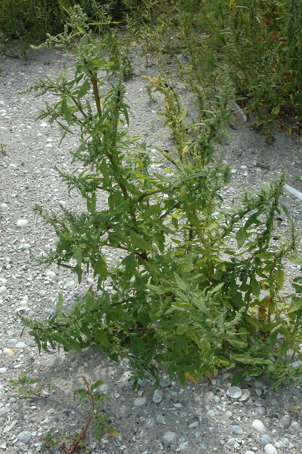 Atriplex patula